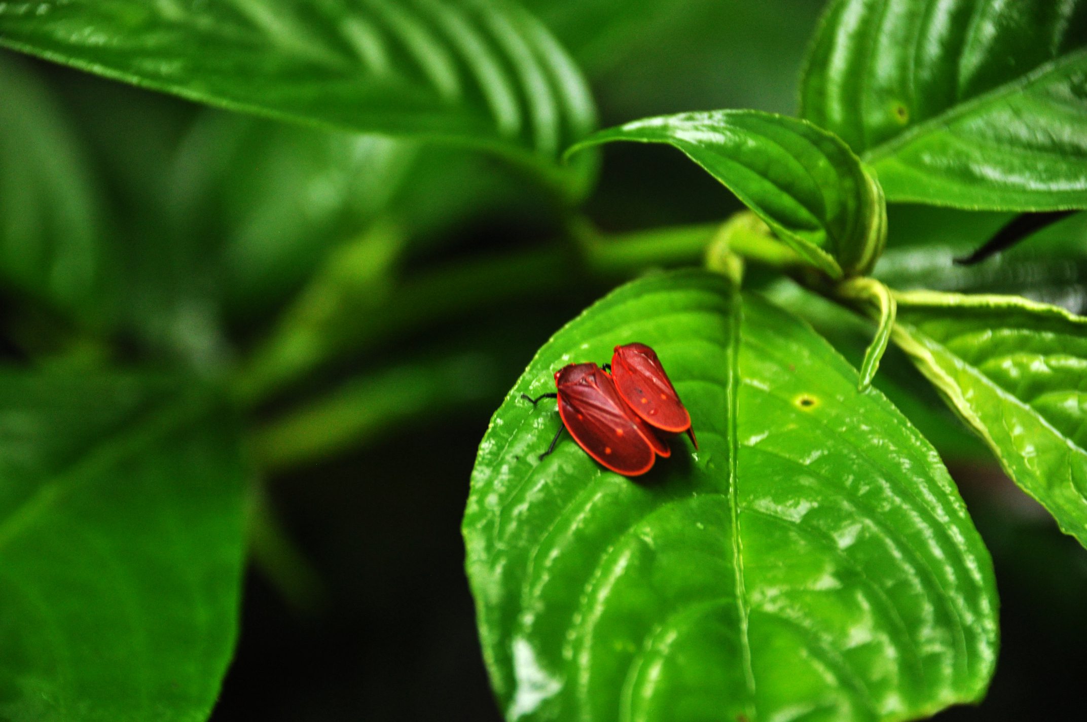 Tenorio Volcano National Park, Rio Celeste, Bijagua, Costa Rica