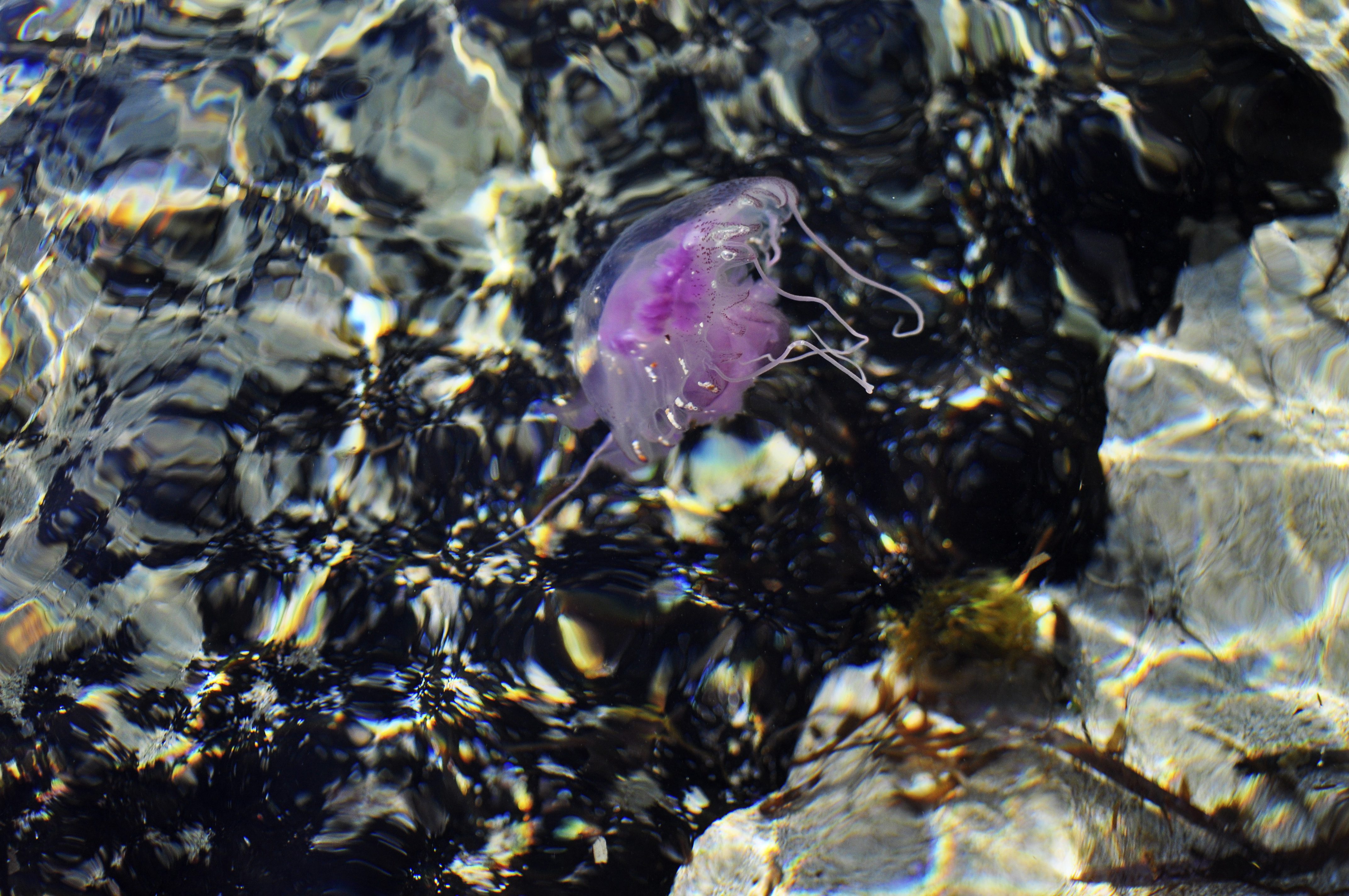 Jellyfish, Ibiza
